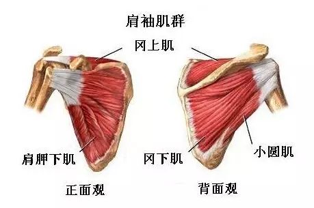 肩袖.jpg 肩关节疼痛就是肩周炎吗?