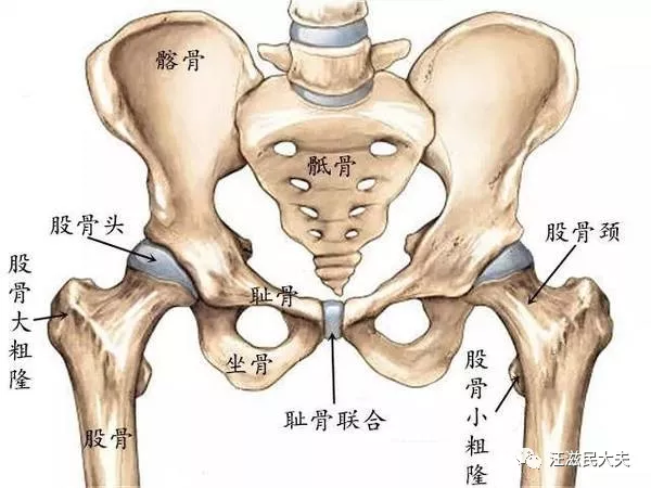 老人胯骨(髋关节)痛,是不是就是股骨头坏死了?