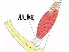 肌腱.jpg 图片